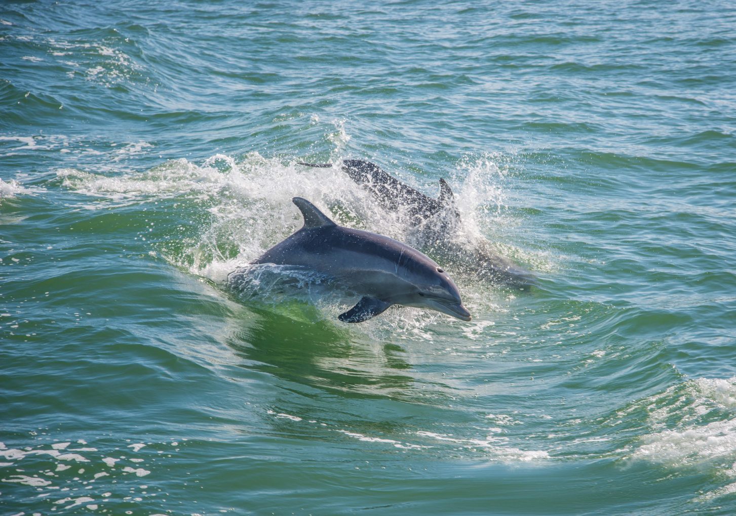 Bottlenose dolphin surfacing beside a boat during a dolphin cruise on Santa Rosa Sound with Frisky Mermaid Dolphin Cruises & Pontoon Boat Rentals
