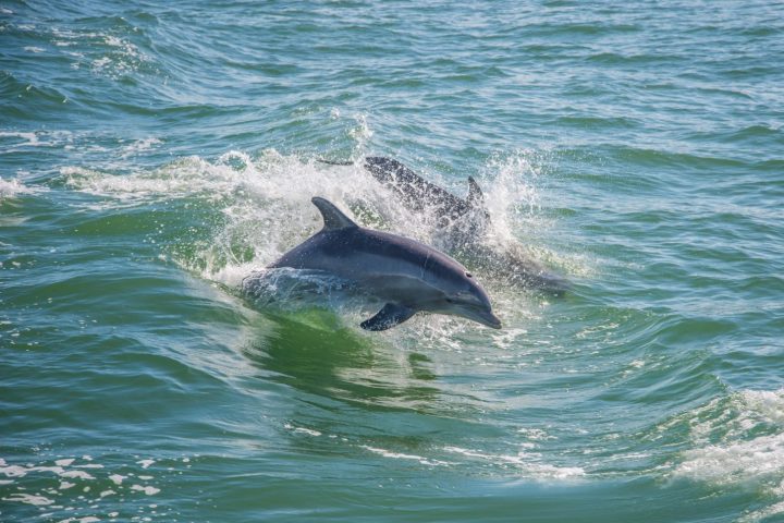 Dolphins jumping out of water