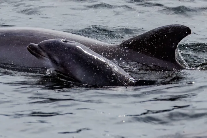 A dolphin swimming with her baby calf in the Santa Rosa Sound.