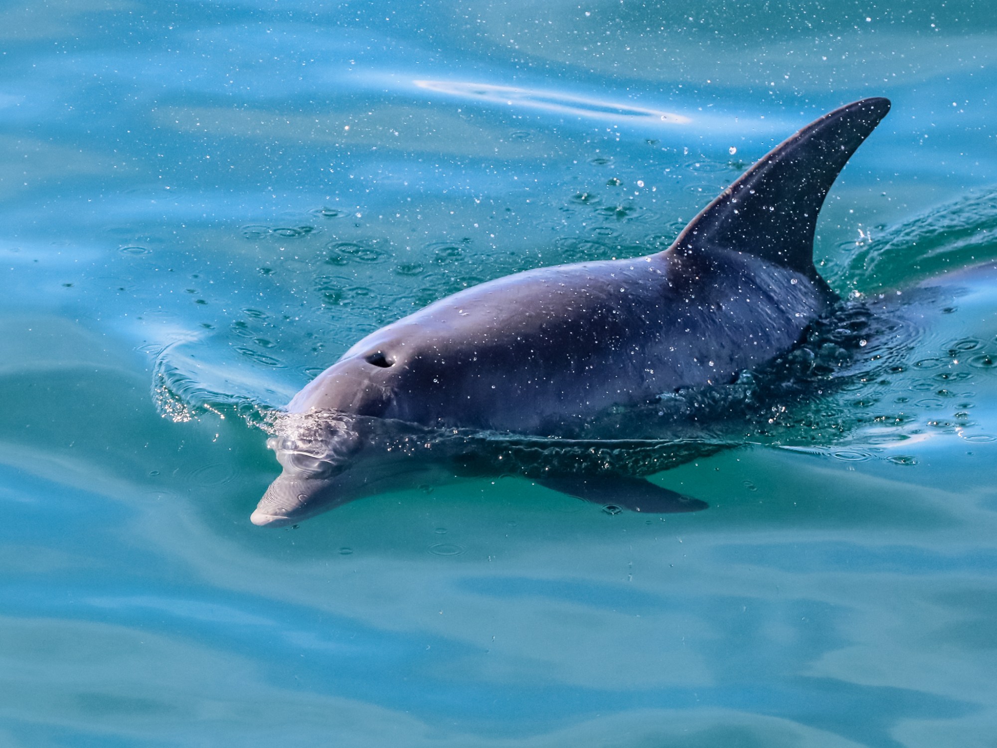 dolphin swimming along the emerald coast