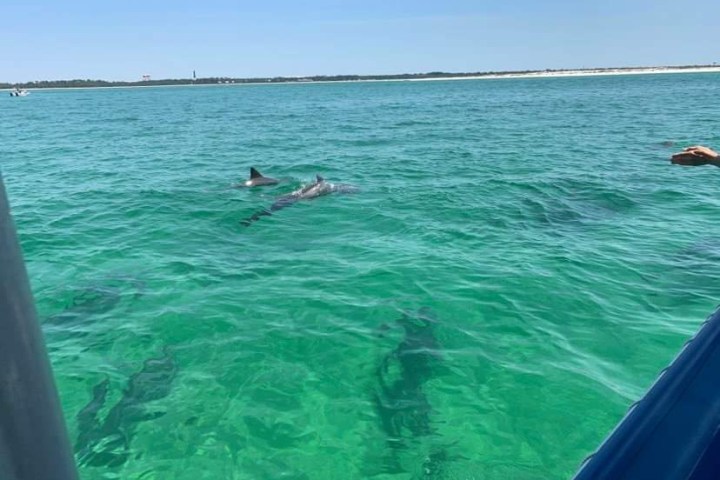 Dolphin sightings Pensacola beach
