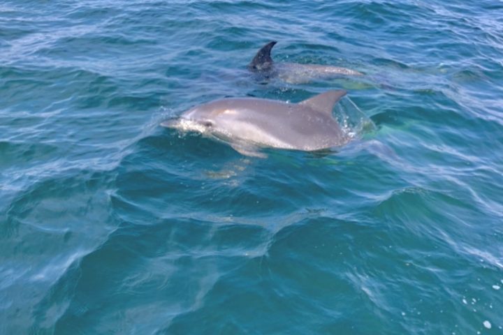 an animal swimming in the water