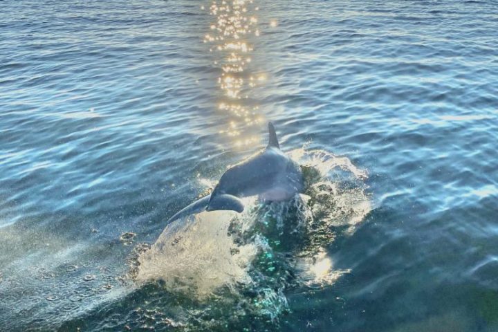 Dolphin sightings Pensacola beach