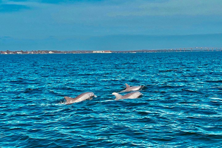a flock of seagulls are swimming in a body of water