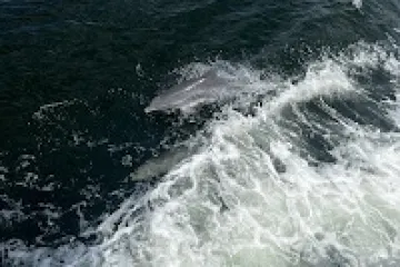 a person riding a wave on top of a body of water