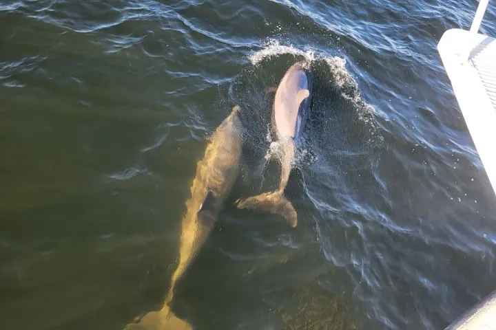 Dolphins swimming near the frisky Mermiad