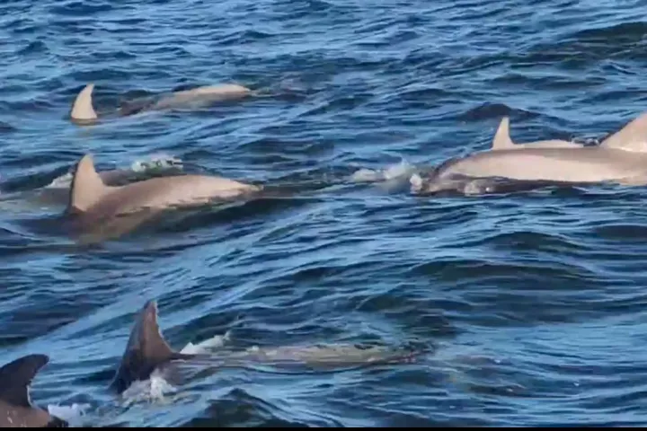 Dolphins swimming near dolphin tour boat