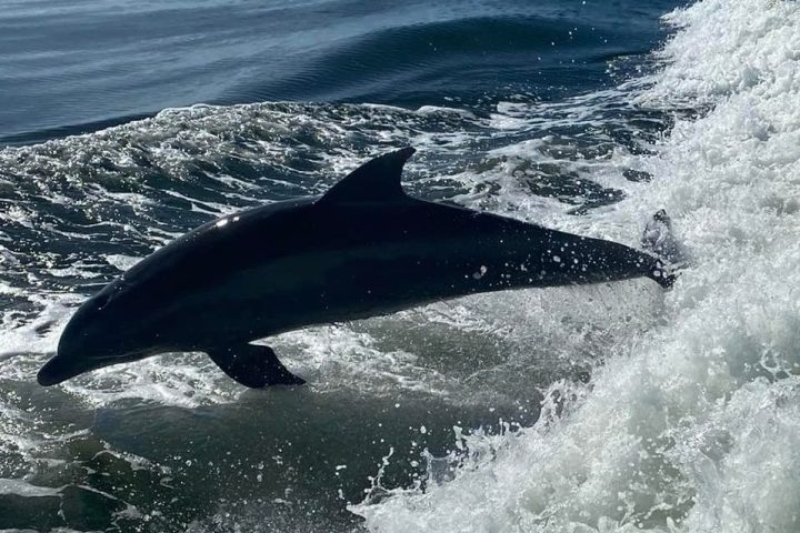 dolphin surfing salty dolphin
