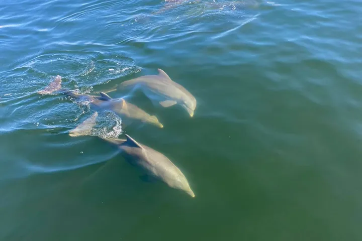 Small pods of dolphins swim near boat