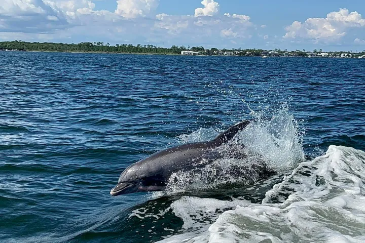 Dolphins surfing off Frisky Mermaid wake
