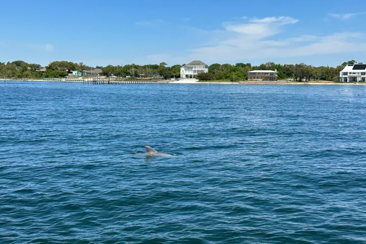 a dolphin swimming