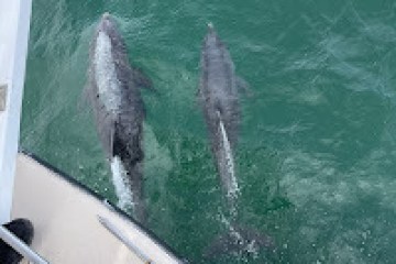 Dolphins swimming under the frisky mermaid