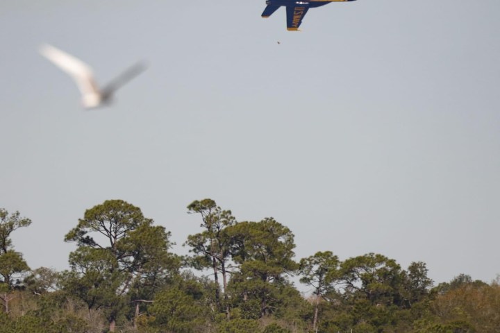 Frisky Mermaid sits under the Blue Angels during the Diamond Formation, and a bird photo bomb.