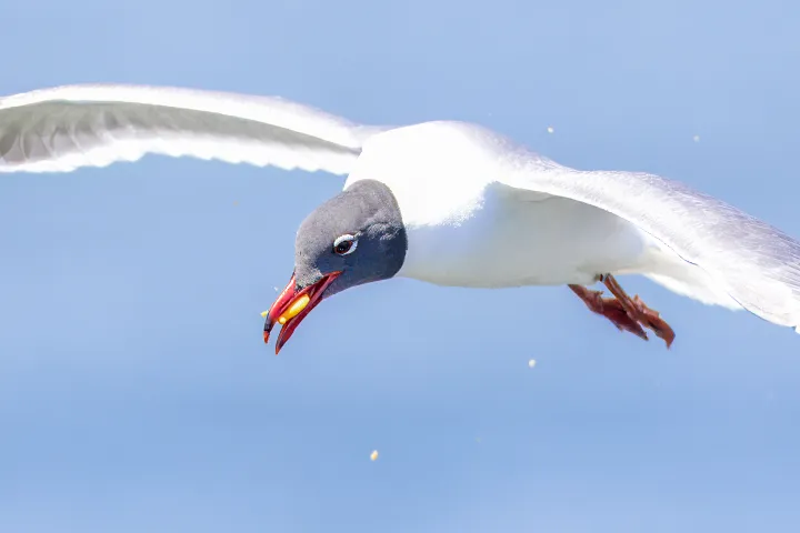 A seagull flying over the Frisky Mermaid dolphin cruise boat