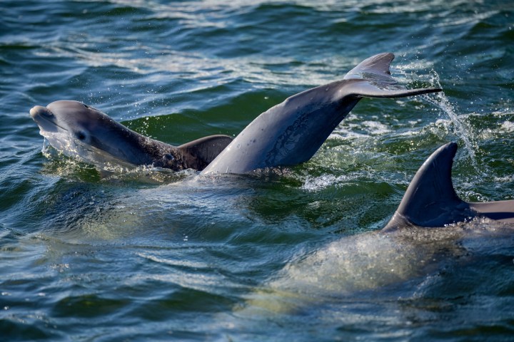 Pod of bottlenose dolphins surfacing and playing together in Pensacola Bay, creating splashes in emerald-green coastal waters.