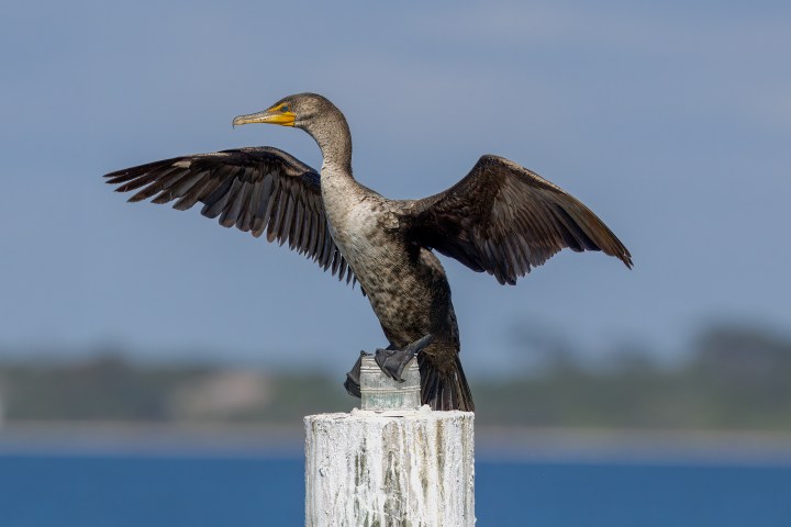 Cormorant perched with wings spread wide over Pensacola Bay, drying its feathers above calm coastal waters.