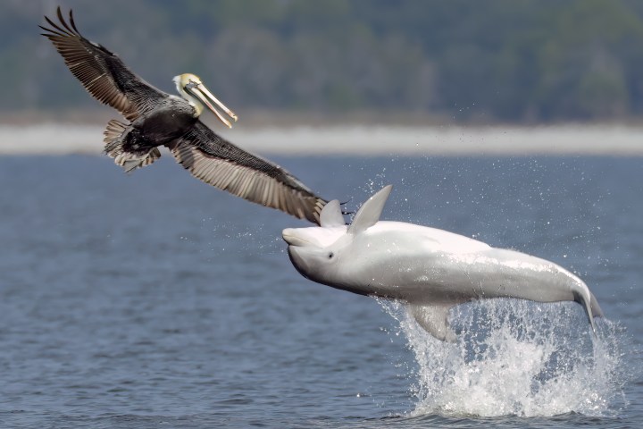 A dolphin leaps from the water as a brown pelican glides overhead in Pensacola Bay, capturing a rare wildlife moment often seen on Frisky Mermaid dolphin cruises.