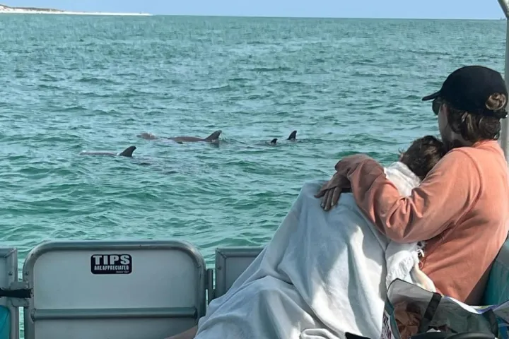 Family time watching dolphins swim up close