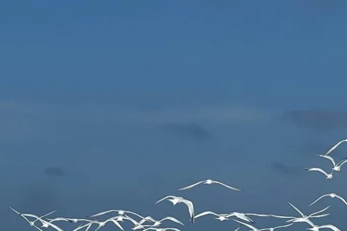 a flock of seagulls in the water