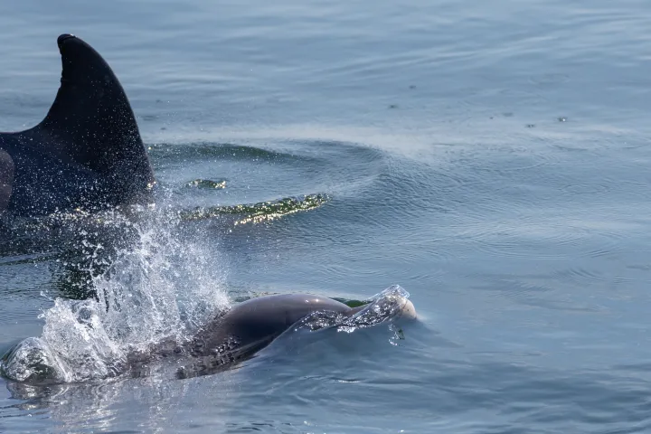 A wild dolphin splashing at the surface of the Santa Rosa Sound near Pensacola Beach during a dolphin watching cruise.