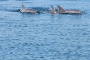 Three wild dolphins swimming together near the surface of the Santa Rosa Sound during a Pensacola Beach dolphin watching cruise.