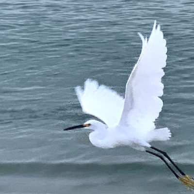 a bird flying over a Pensacola beach