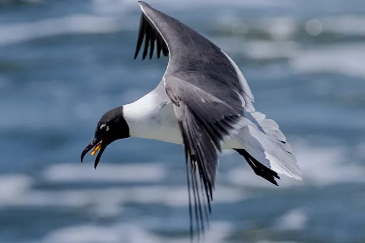 shore bird flying over water seen from a dolphin cruise near you