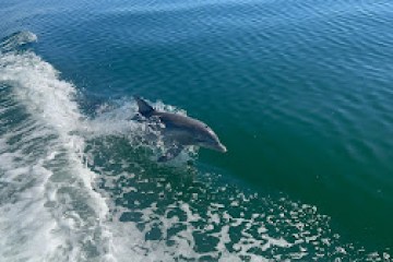 Dolphin cruise near me