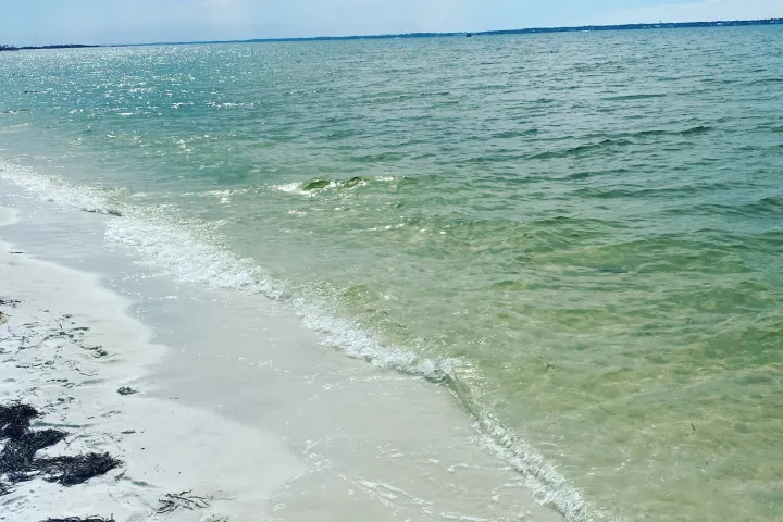 Dolphin swim Pensacola Florida
