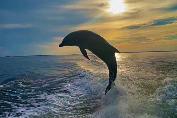 Sun setting with a dolphin jumping out of the water.