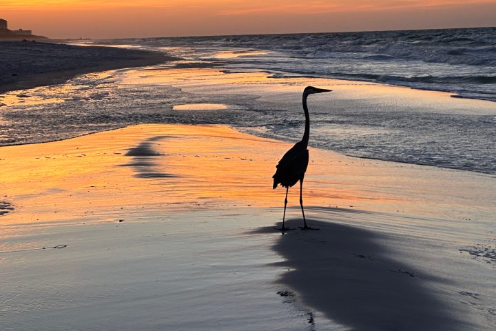 Take a Pensacola Dolphin dinner cruise on Pensacola Beach and watch a gorgeous sunset with Fred.