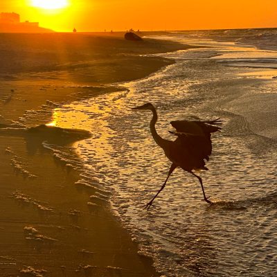 Beautiful heron named Fred on Pensicola fl