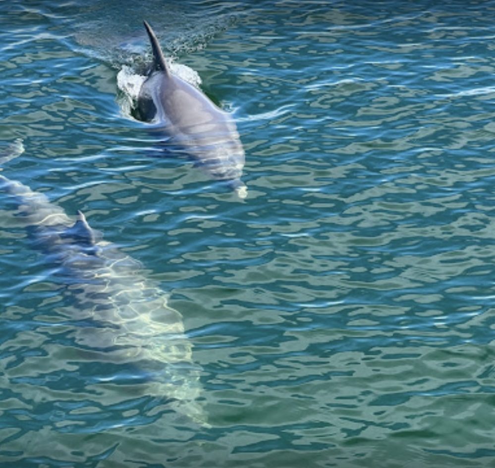 Dolphin cruise