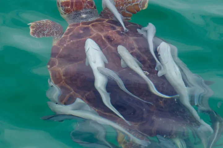 a turtle swimming under water