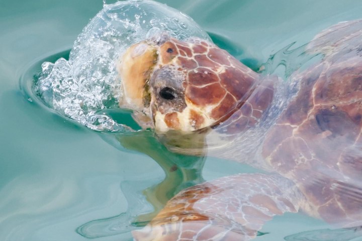 a turtle swimming under water