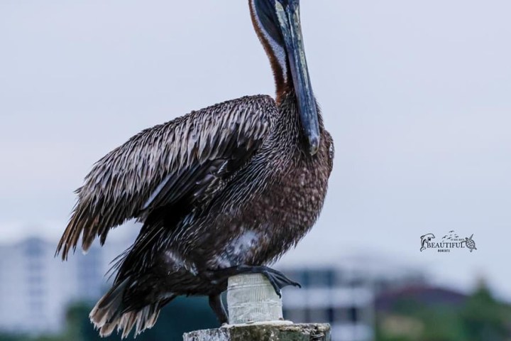 a bird sitting on top of a wooden pylon in Sabine marina