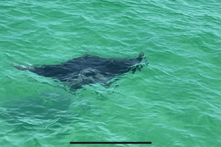 Dolphin and snorkel tours