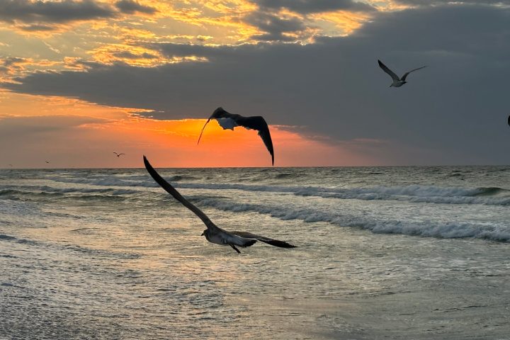 Birds, beaches and sunsets Pensacola