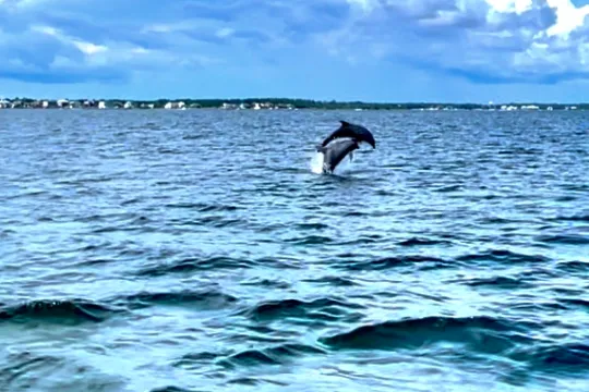 Dolphine cruise