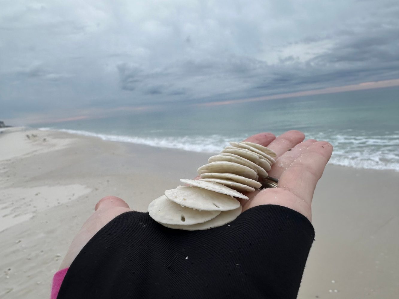 Female holding a bunch of sand dollars or mermaid money and she's rich.
