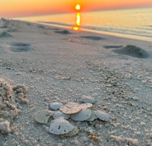 A stack of sandollars from shell hunting on Pensacola Beach stacked with the sunrise in the background.