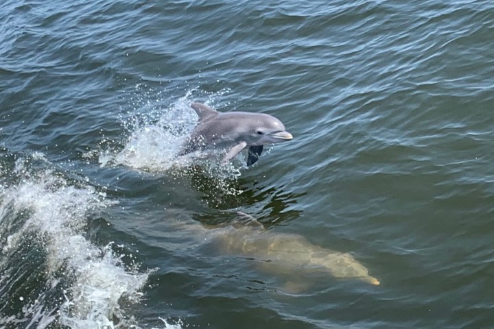 an animal swimming in the water
