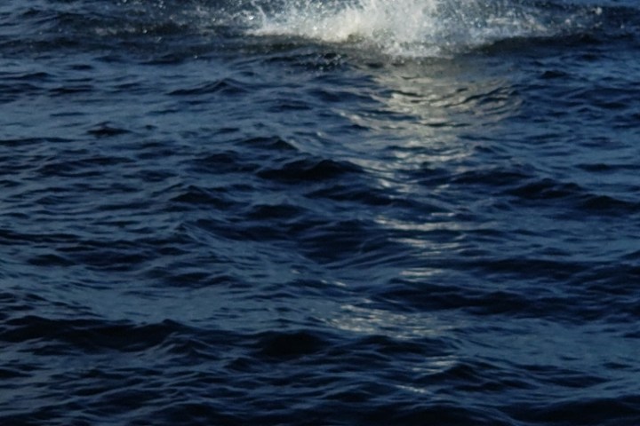 Ray jumping out of the water in Pensacola