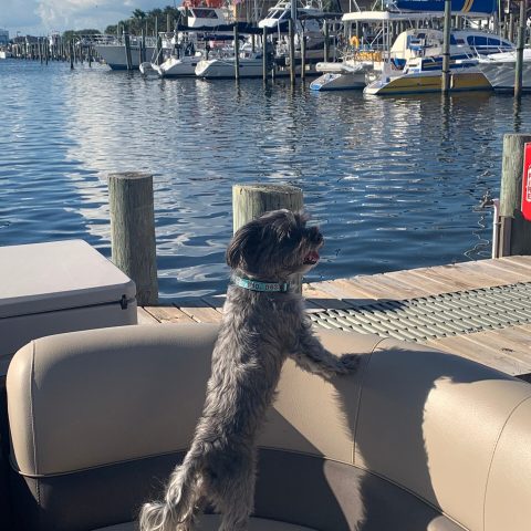 Black Maltipoo, Luna on the beach with white sand and sea oats with her tongue out.