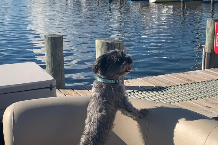 Black Maltipoo, Luna on the beach with white sand and sea oats with her tongue out.