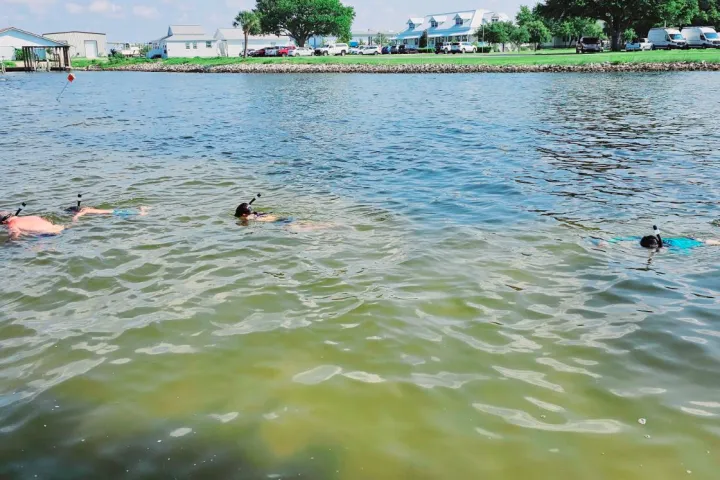 a group of people swimming in a body of water
