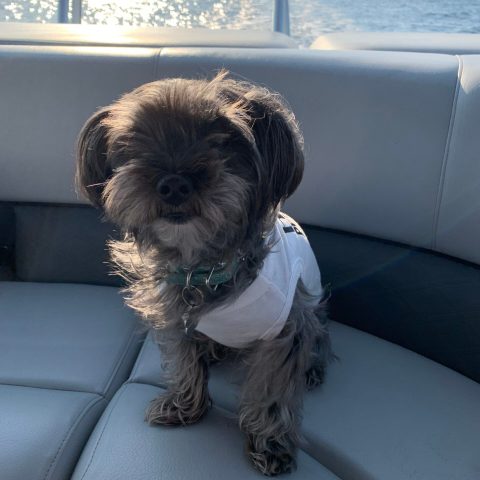 A small dog wearing a white shirt sits on a cushioned pontoon boat seat while cruising calm waters near Pensacola Beach, Santa Rosa Sound, Little Sabine Bay, or Pensacola Bay.