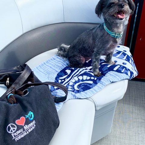 A happy small dog sitting on a cushioned pontoon boat seat with a towel, enjoying a pet-friendly cruise near Pensacola Beach, Santa Rosa Sound, Little Sabine Bay, or Big Sabine Bay.