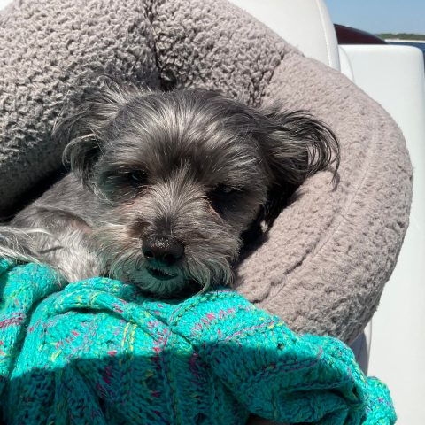 A small dog curled up in a plush bed and blanket on a pontoon boat, relaxing during a calm cruise near Pensacola Beach, Santa Rosa Sound, Little Sabine Bay, or Pensacola Bay.