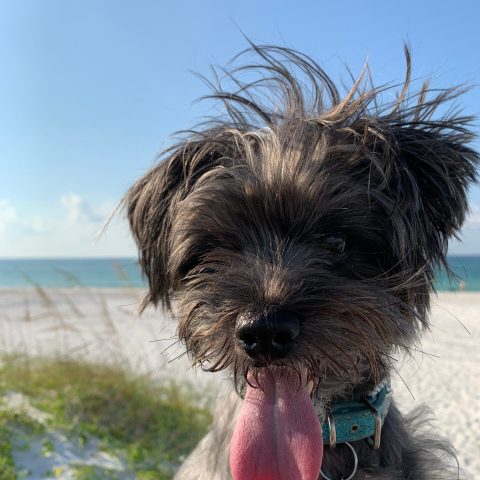 A happy small dog with windblown fur and tongue out enjoying a beach day near A happy small dog with windblown fur enjoying a sunny day on Pensacola Beach near the Gulf Coast shoreline.